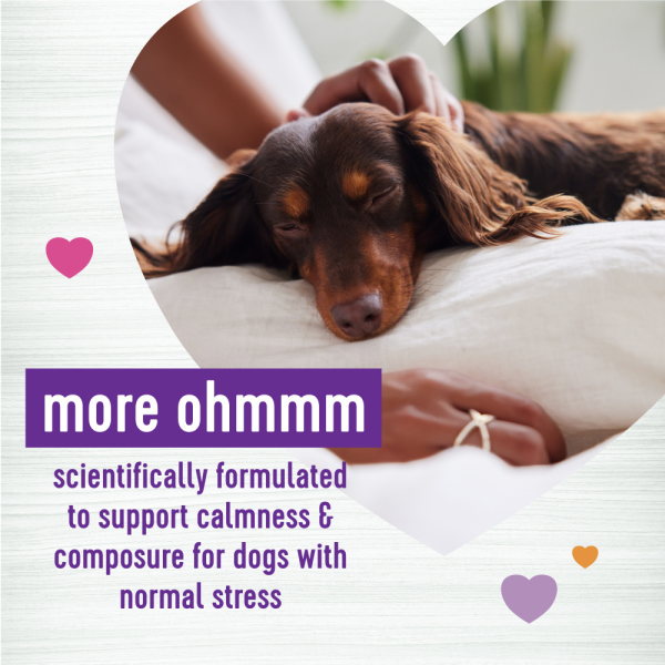 Wellness Tasty Cheese Flavored Soft Chews Calming Supplements for Dogs Online Sale