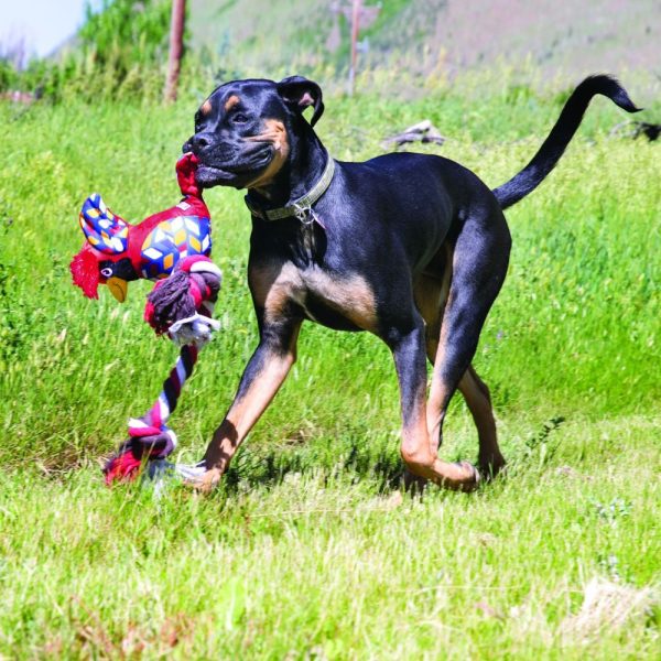 KONG Knots Clingerz Cardinal Dog Toy Sale