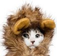 Pet Krewe Lion Mane Cat Costume Hot on Sale