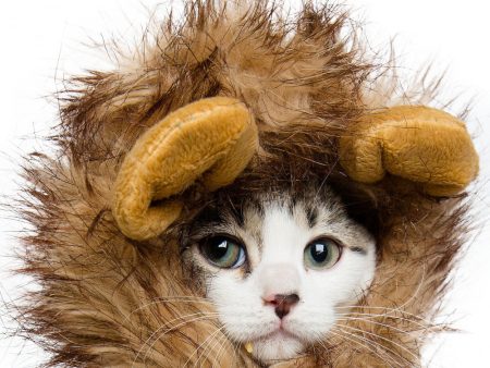 Pet Krewe Lion Mane Cat Costume Hot on Sale