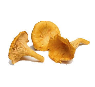 CHANTERELLE MUSHROOMS FROM USA Sale