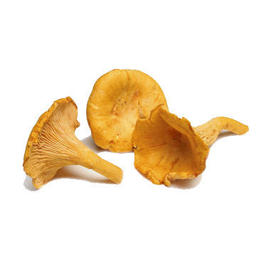 CHANTERELLE MUSHROOMS FROM USA Sale