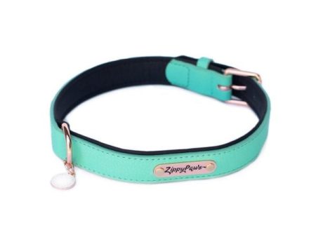 ZippyPaws Vivid Collection Teal Dog Collar Online Hot Sale