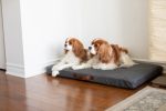 BeOneBreed Powernap Orthopedic Bed for Cats & Dogs Online