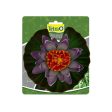 Tetra Pond Floating Water Lily Aquarium Decor Supply